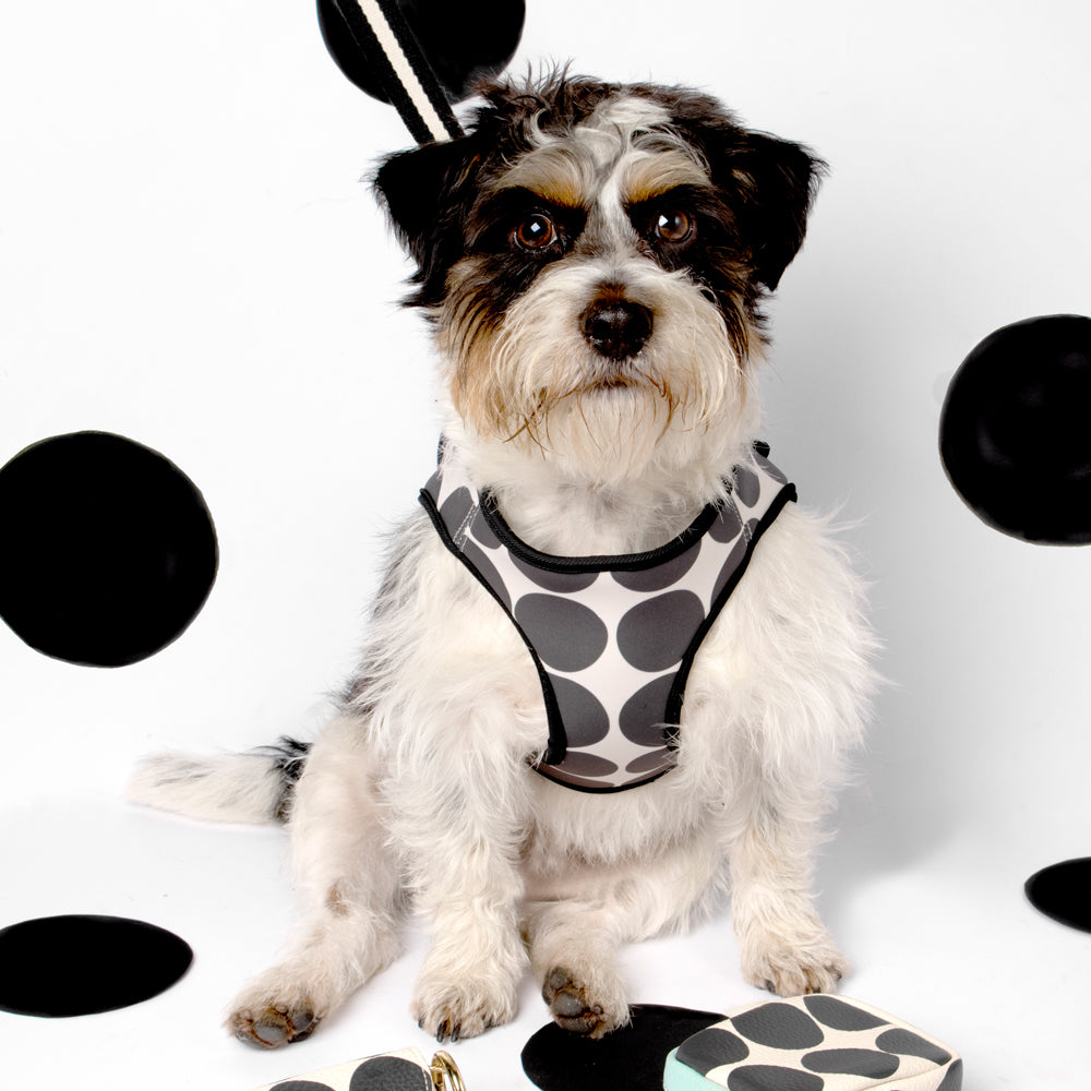 black spot dog harness 