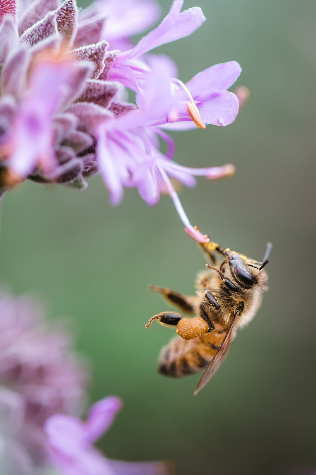 world bee day: in conversation with piccolo