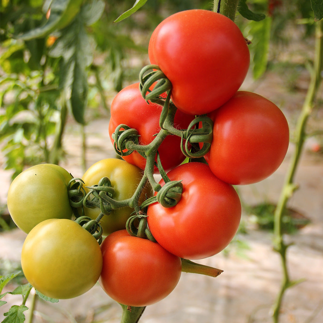 Grow your own tomatoes this spring